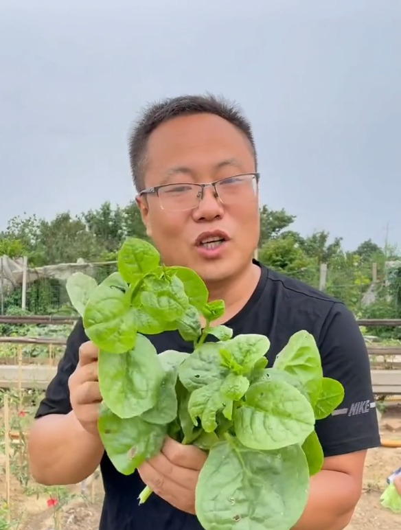 能够补充多种维生素的“木耳菜”,几乎不用管理,还不快来试试!