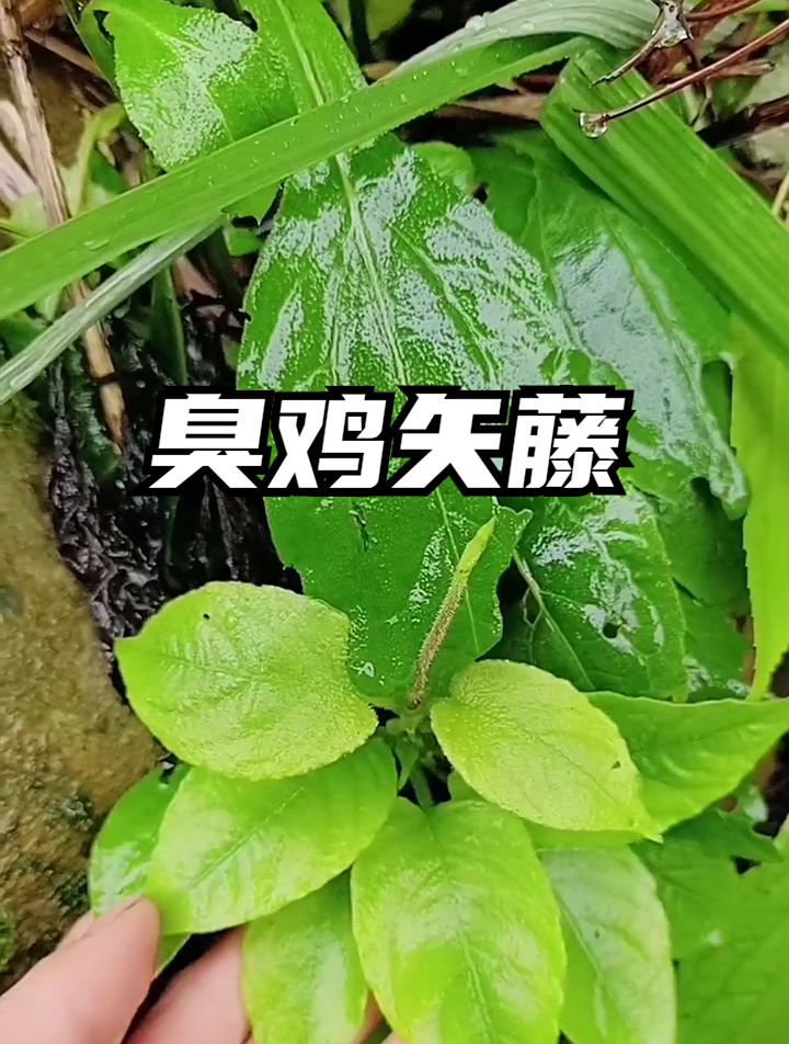 臭鸡矢藤一种不可多得的美食