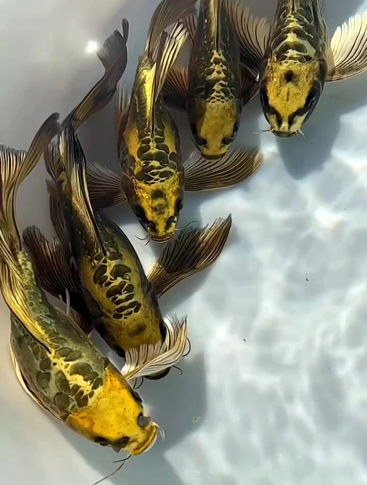来点特别的稀有品种,德系熊猫蝴蝶鲤!