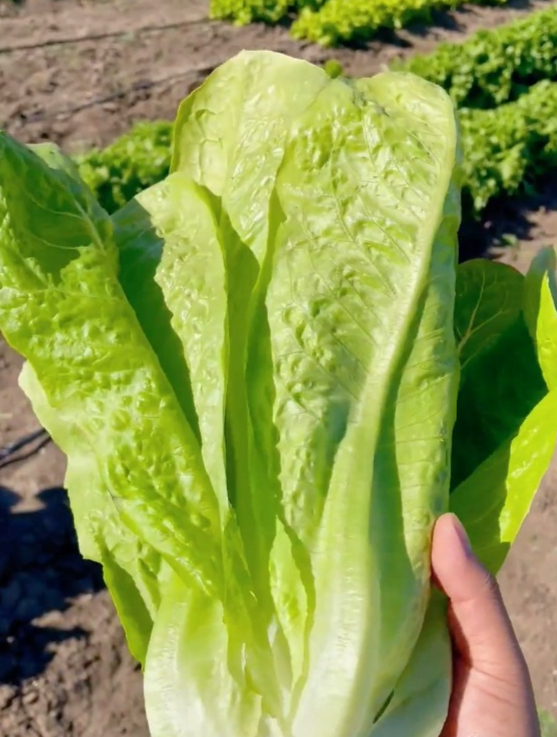 居然还有吃起来更嫩的蔬菜!酥脆而香甜,它就是“孔雀菜”!