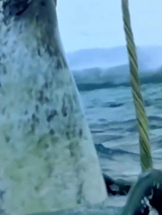 独角鲸牙齿为啥这么贵