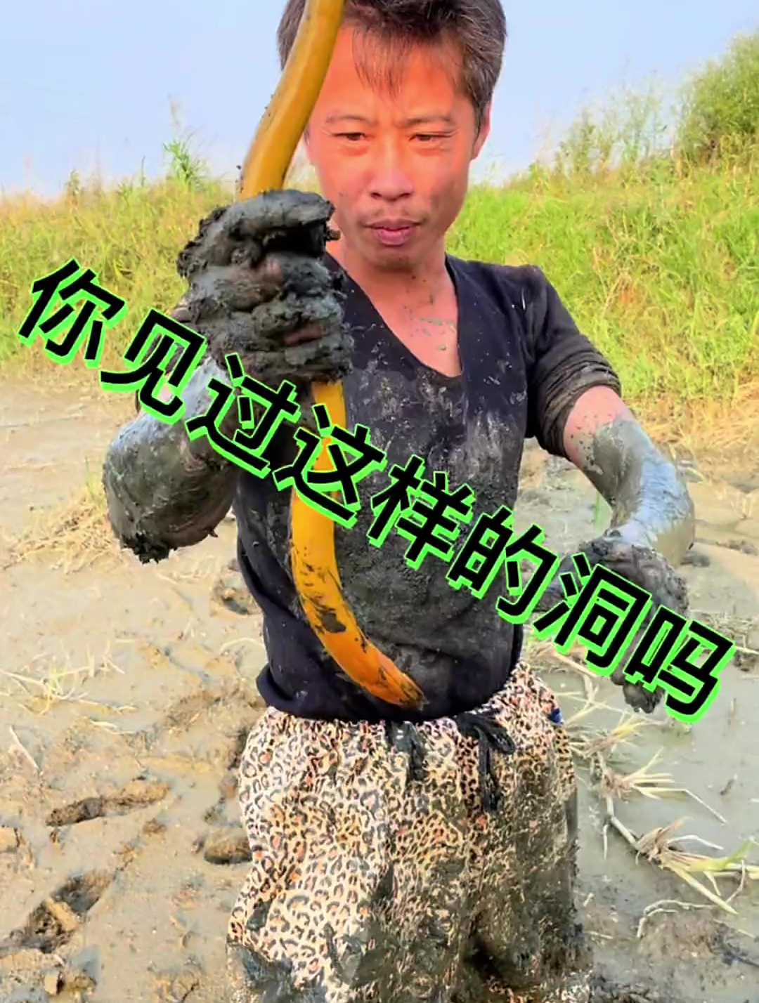 你见过这样的鳝鱼洞呀?