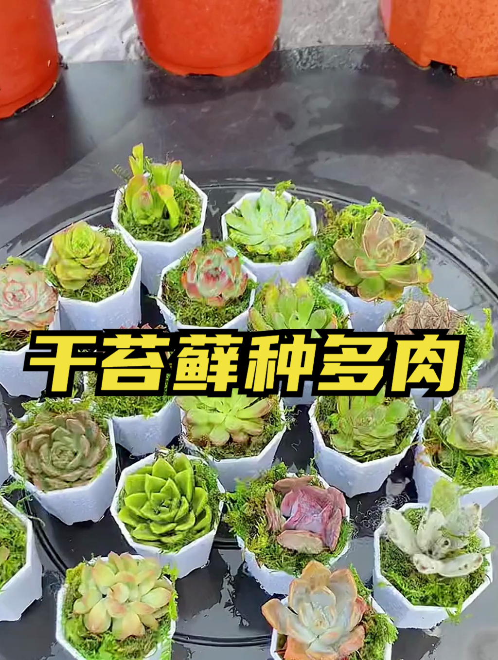 干苔藓种植多肉,干净又卫生,每次浇水不用担心积水,透水又透气