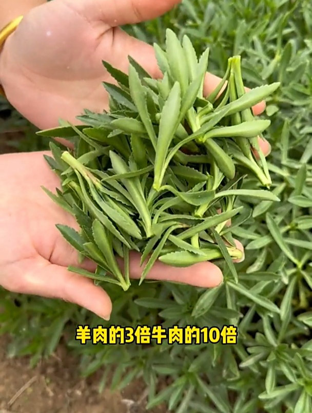 曾被当野菜吃,钙含量堪比钙片,很多人都吃过,人称“救心菜”