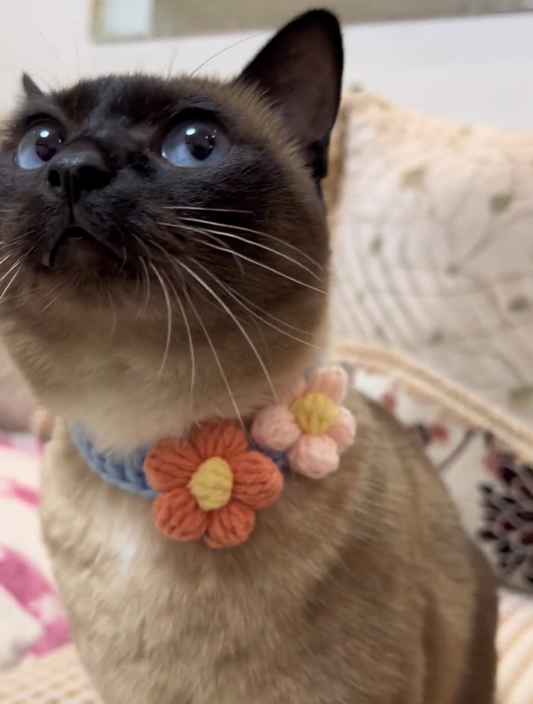 如何鉴别一只暹罗猫的品质?暹罗猫