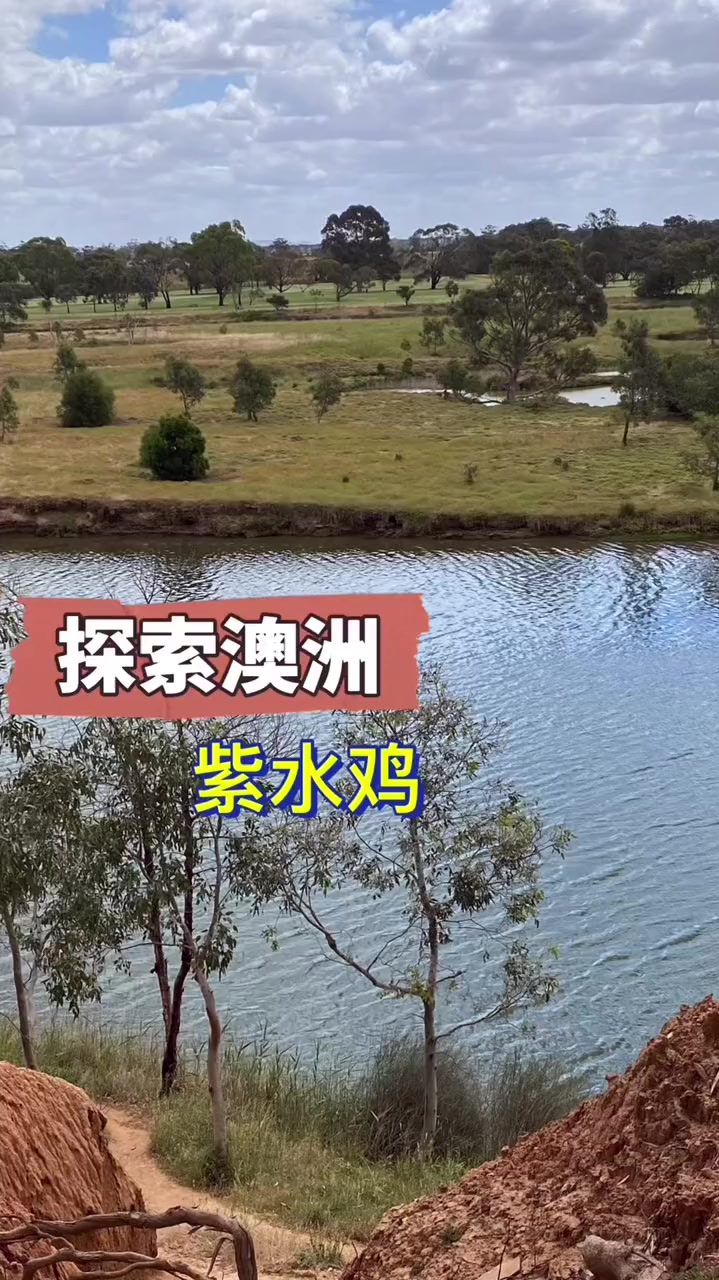 澳大利亚人太爱动物了,有水的地方就有野生紫水鸡