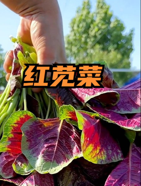 农村常见的红苋菜,富含满满的花青素,女人吃了有好处,美容养颜