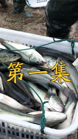 美国鲈鱼入侵亚洲多国,它能在我国泛滥成灾吗?第1/3集