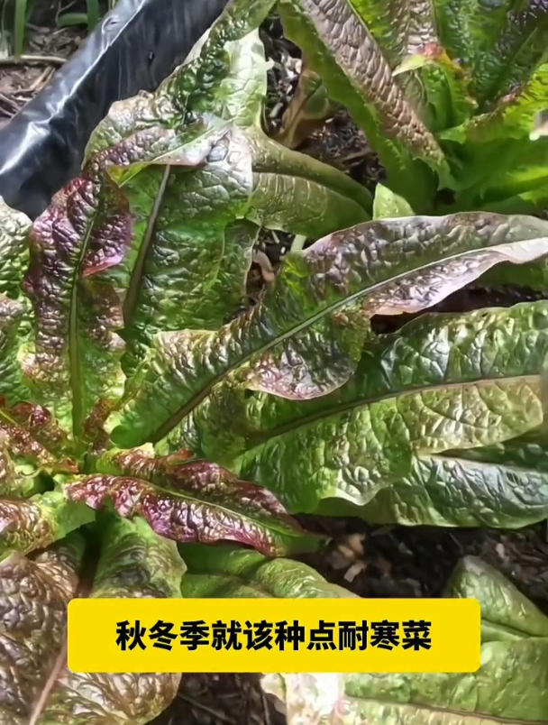 农村常见的这个菜,吃完叶再吃根