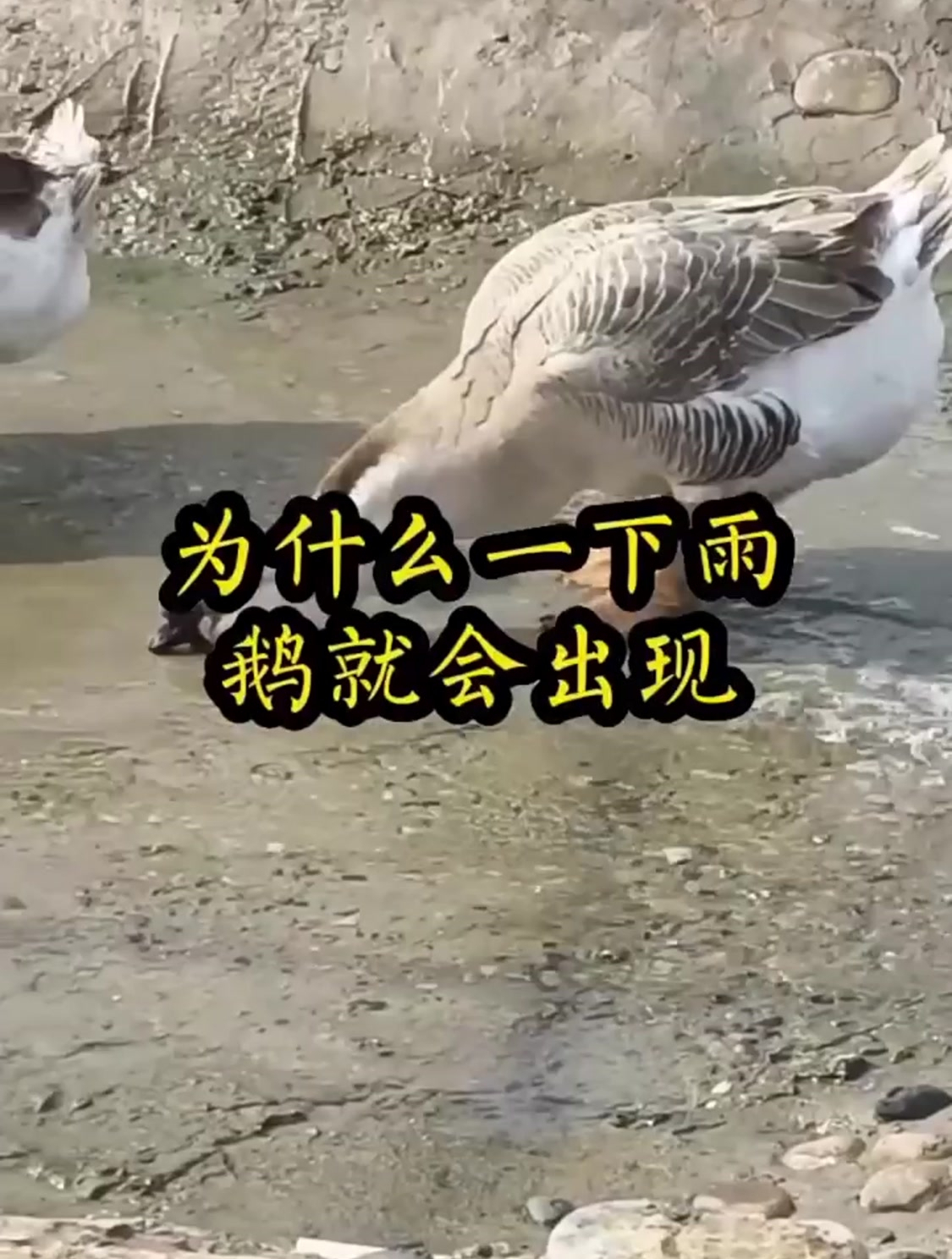 为什么一下雨鹅就会出现腿瘸