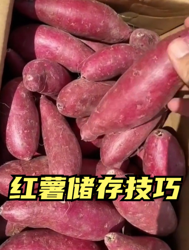红薯吃不完保存难?教你1个好办法,放半年不烂不长芽,越放越甜