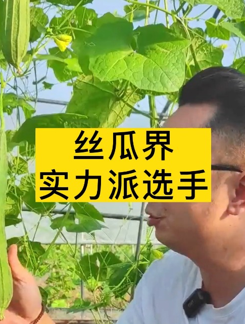 丝瓜中的新“品种”,大肉丝瓜好吃好种,这样管理,丝瓜产量翻倍