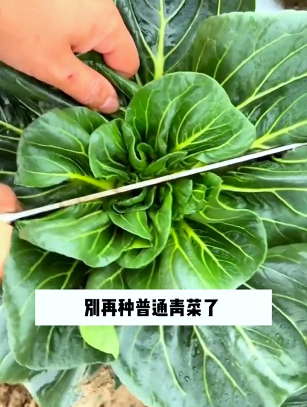 到底是什么青菜?越冷口感越好,叶片肥厚,市场一斤卖8元!