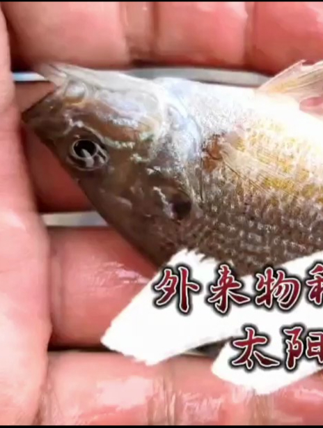 消灭外来物种的一天,蓝腮太阳鱼,为鱼除害