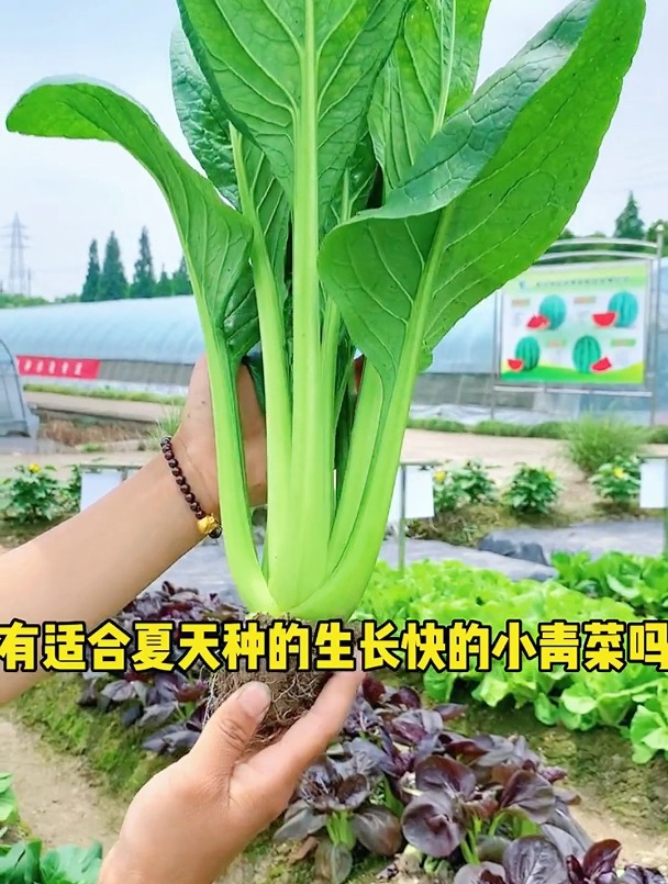 青梗小白菜一年四季都可种植,注意选择品种,懒人新手也轻松种植
