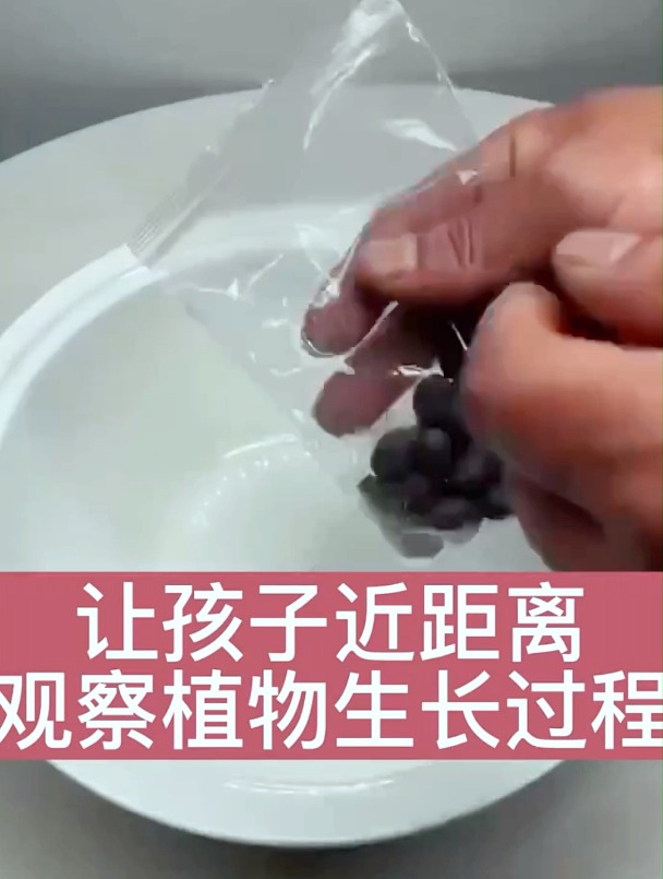 让孩子近距离观察植物生长过程!