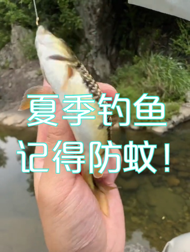 山涧小溪野钓,边喂蚊子边钓石斑鱼,夏日钓鱼记得防蚊!