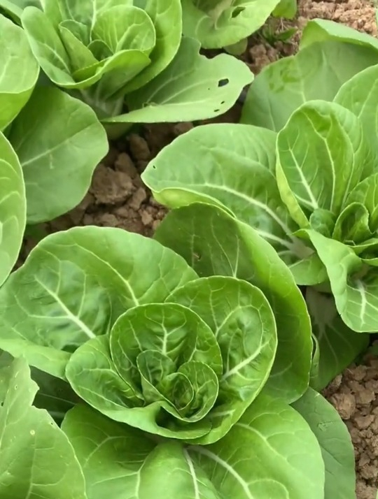 比豆腐还嫩的奶白菜,一年可种12次,汁水充足口感好!