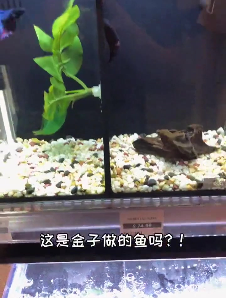 在新西兰养鱼得看你家鱼缸的大小因为需要考虑鱼的感受