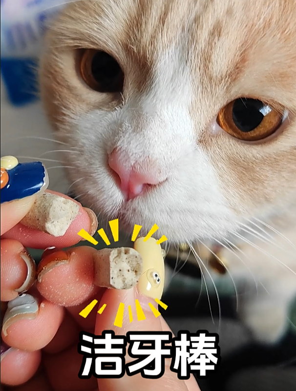 不仅能清洁牙齿,还能长肉肉的洁齿棒你见过吗?真的超级好用哦~