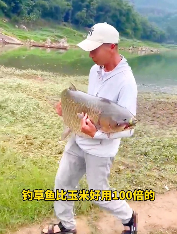 什么饵?据说钓草鱼比玉米好用100倍?老钓友现场揭秘!
