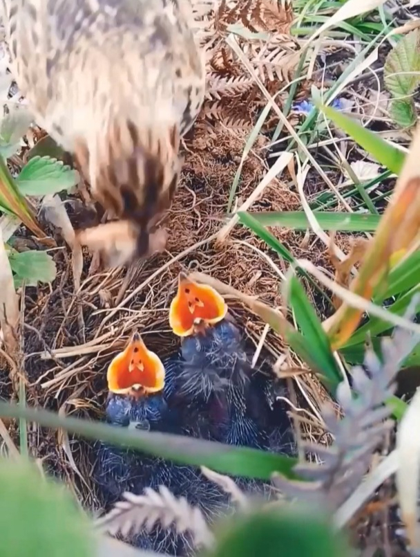 野鸡仔雏鸟为什么和妈妈长得完全不一样,是不是被杜鹃寄生了?