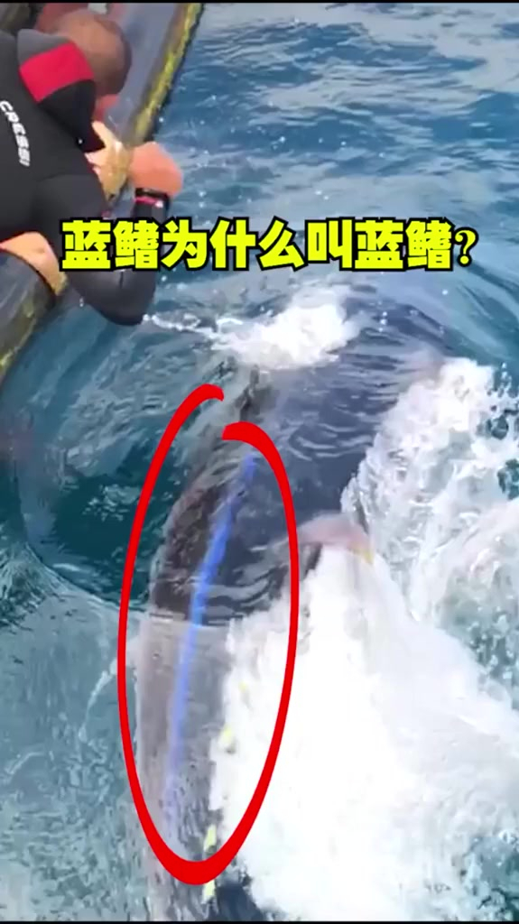 蓝鳍为什么叫蓝鳍?原来是这样的,看这条侧线就知道了!
