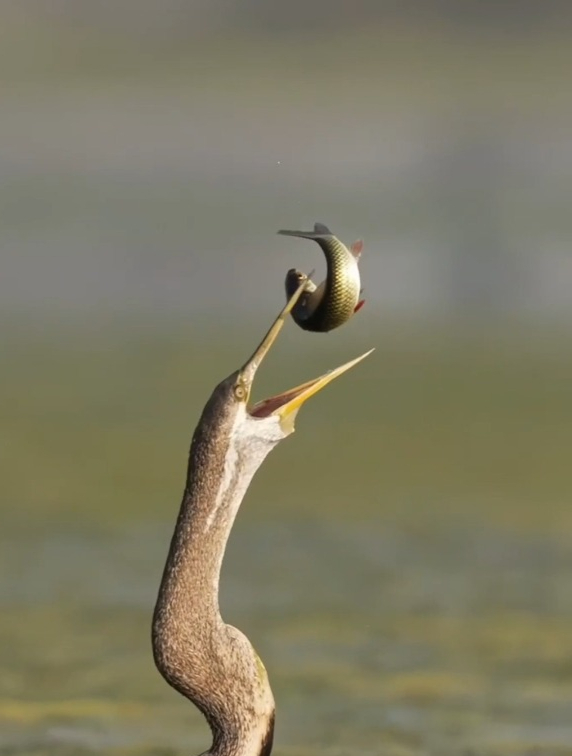 鹈鹕帅气上演吞鱼绝技,实力展示一口吞鱼