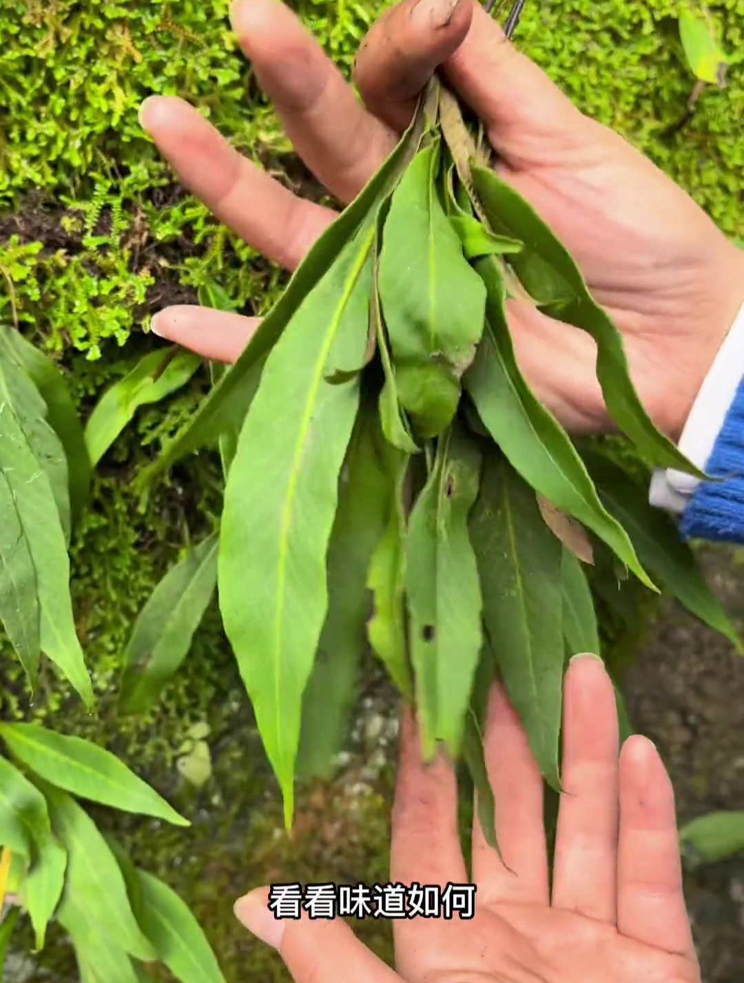 遇到一片肾精茶,采回去一点泡水喝,尝尝什么味道!