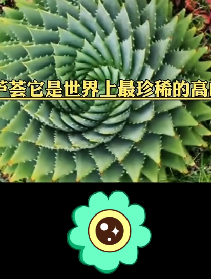 世界上最贵的多肉有哪些?今天就分享五种让大家认识,喜欢的点赞