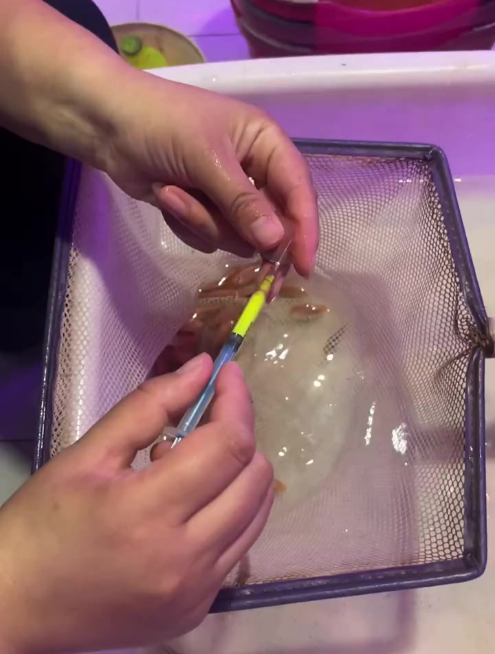 揭秘彩裙鱼颜色都是扎出来的,我是揭秘的,大家别喷我哦