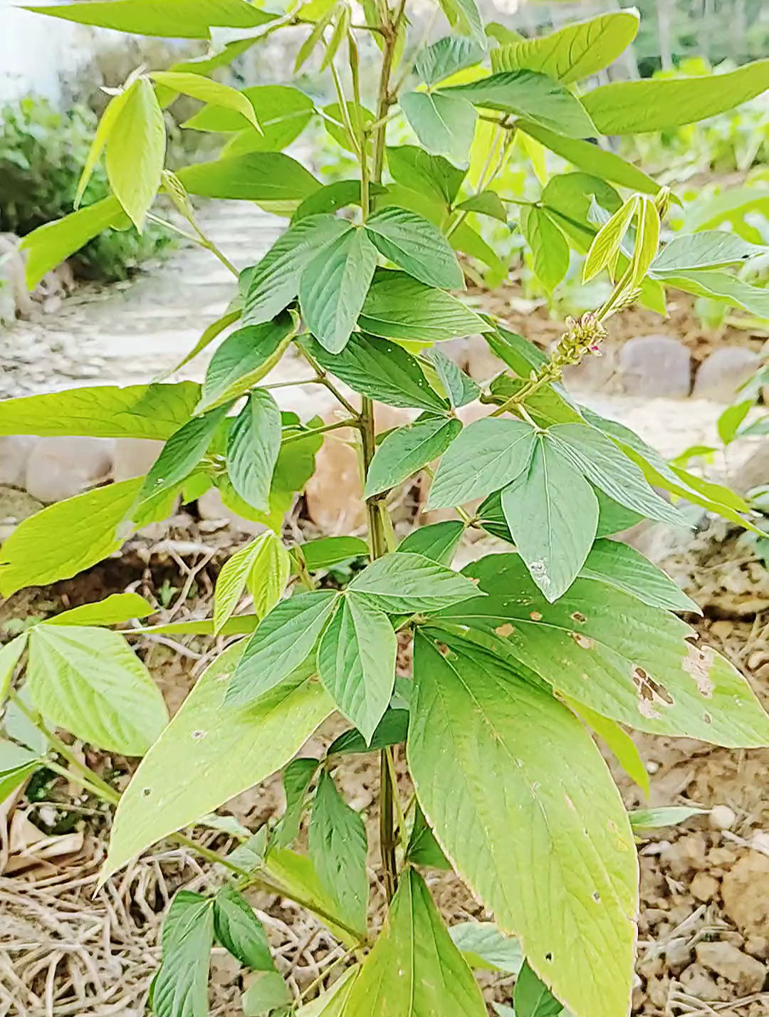 千金拔又名金鸡独立