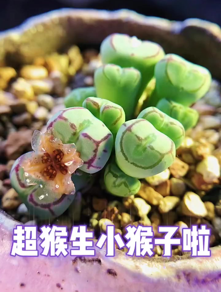 多肉植物,记录我的多肉植物生长过程