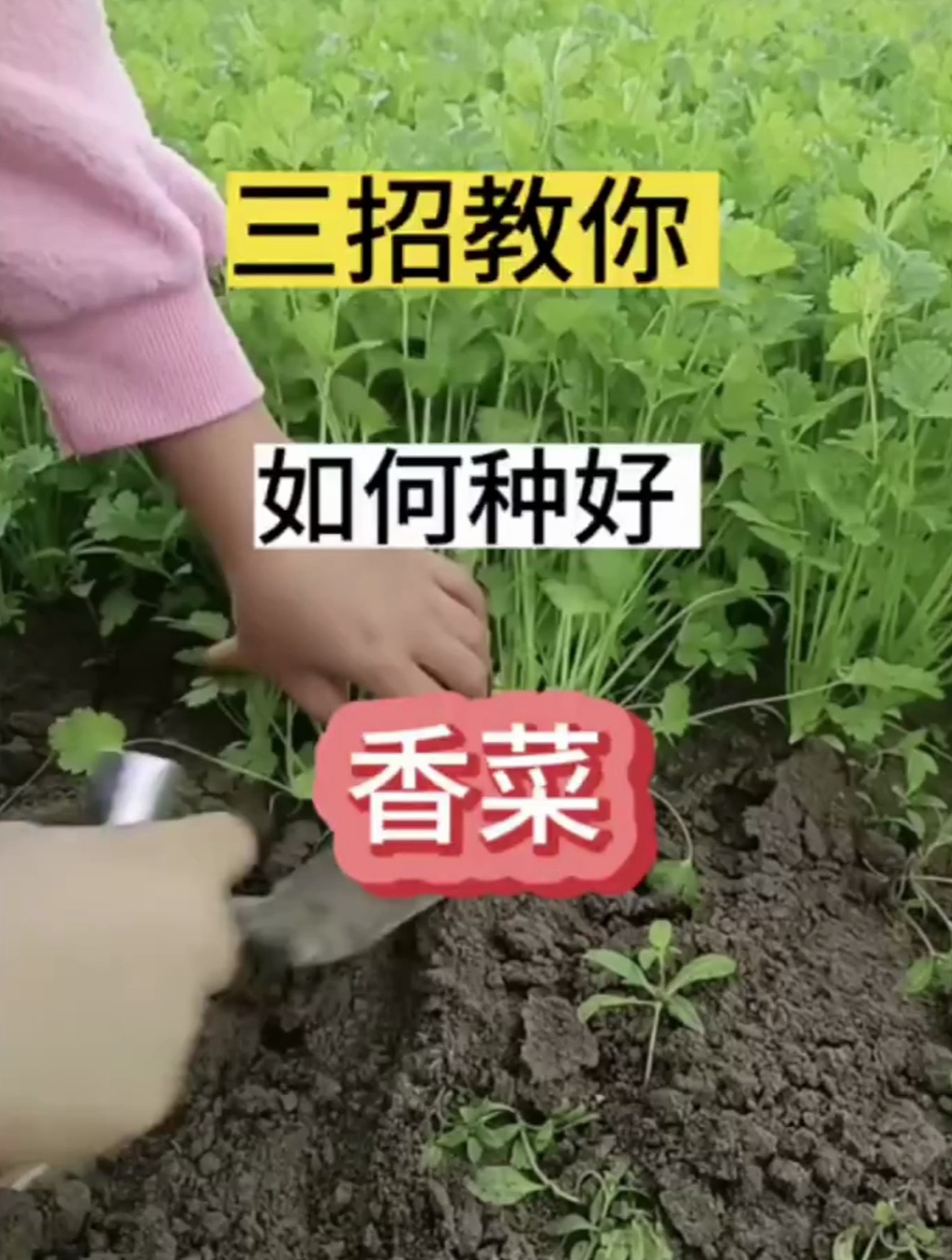 香菜的种植方法