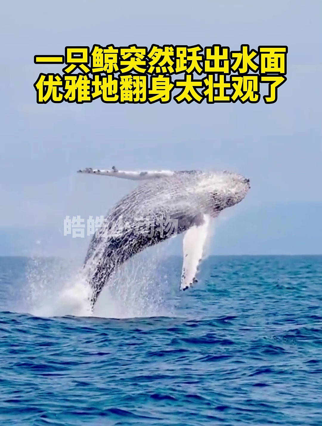 一只鲸突然跃出水面,优雅的翻身太壮观了