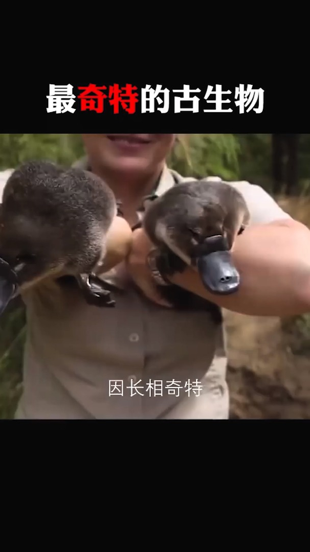 这么可爱的鸭嘴兽 好奇他是怎么叫的