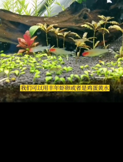 孔雀鱼小鱼苗的喂养方法?记住这三点,鱼苗两月就能长大。水草泥