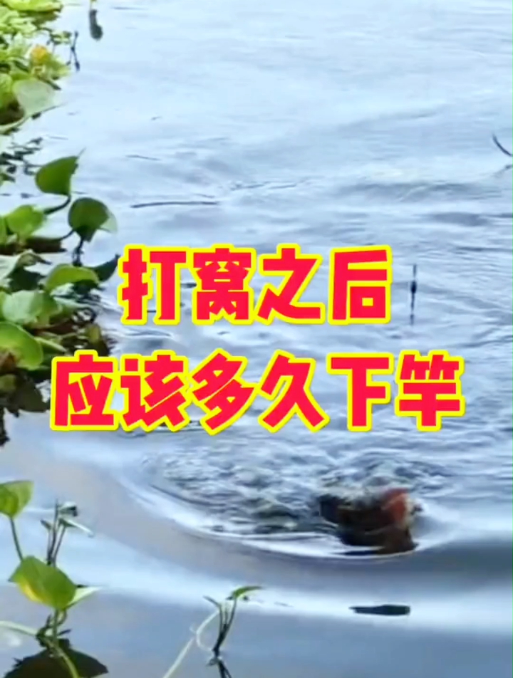 打窝之后应该多久下竿?