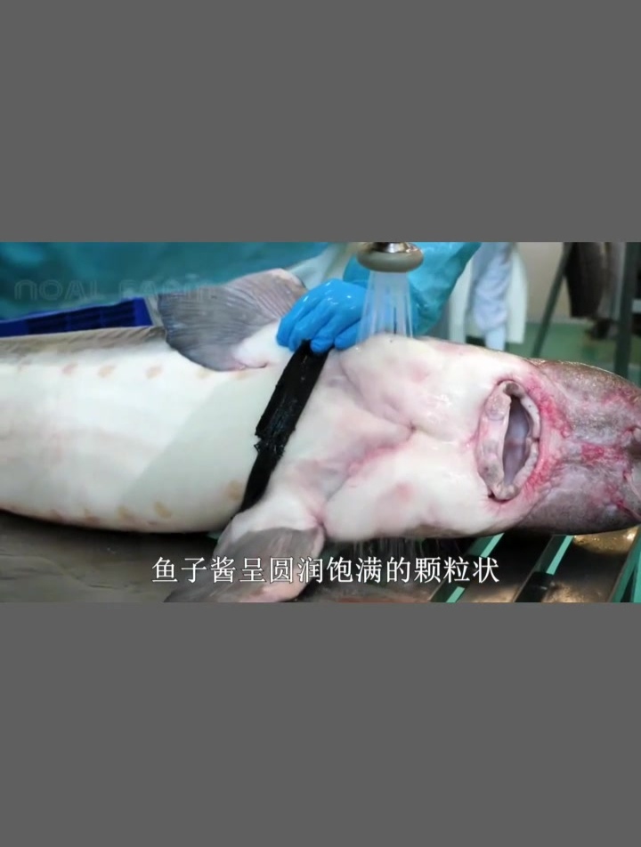 《食物百科》-鱼子酱是如何制作的?感谢您的关注与支持