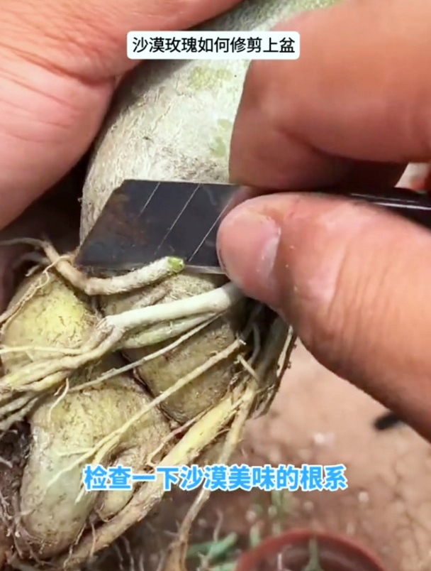 沙漠玫瑰长成“老桩”都不开花?小白记住这3步,花开爆满盆!