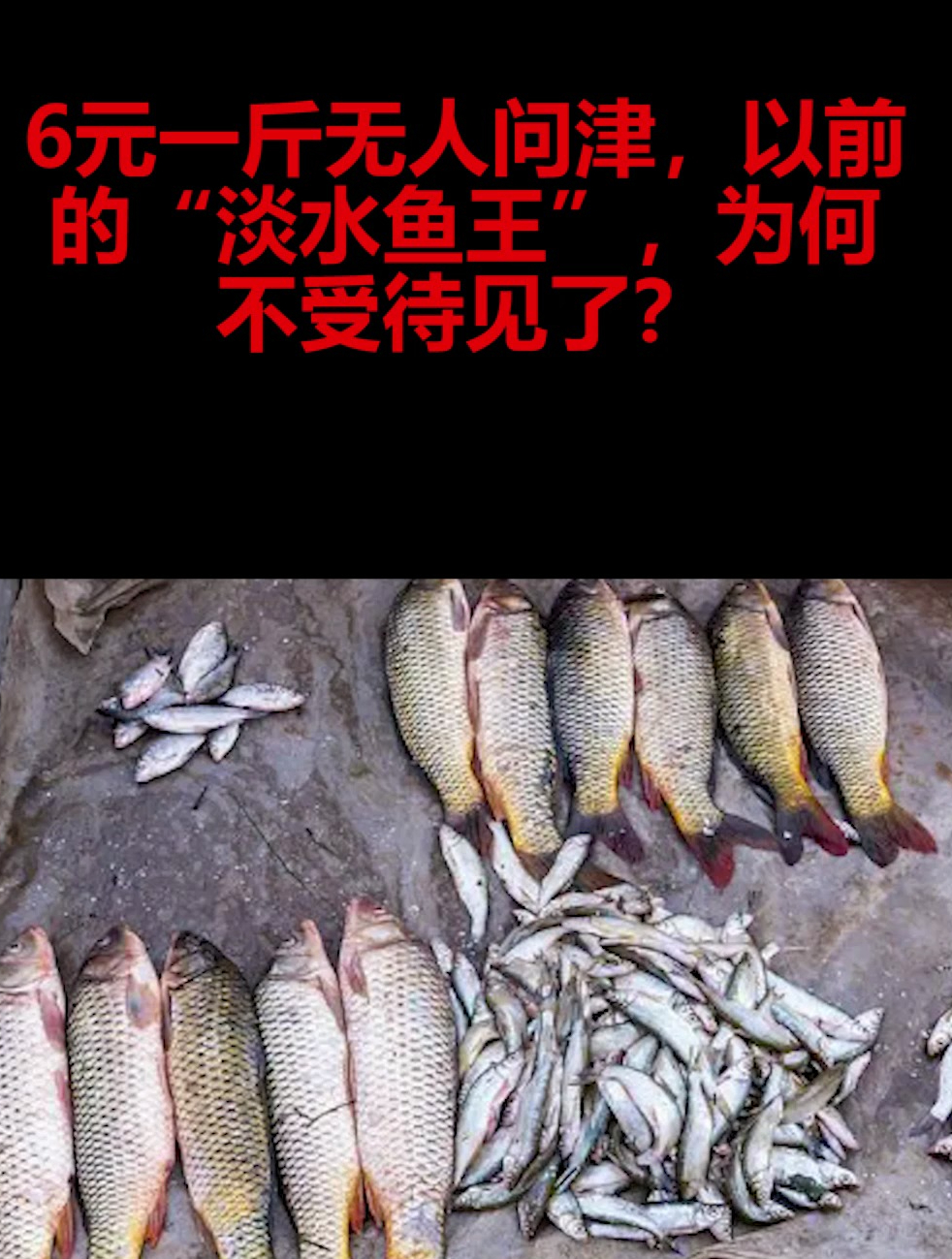 6元一斤无人问津,以前的“淡水鱼王”,为何不受待见了?