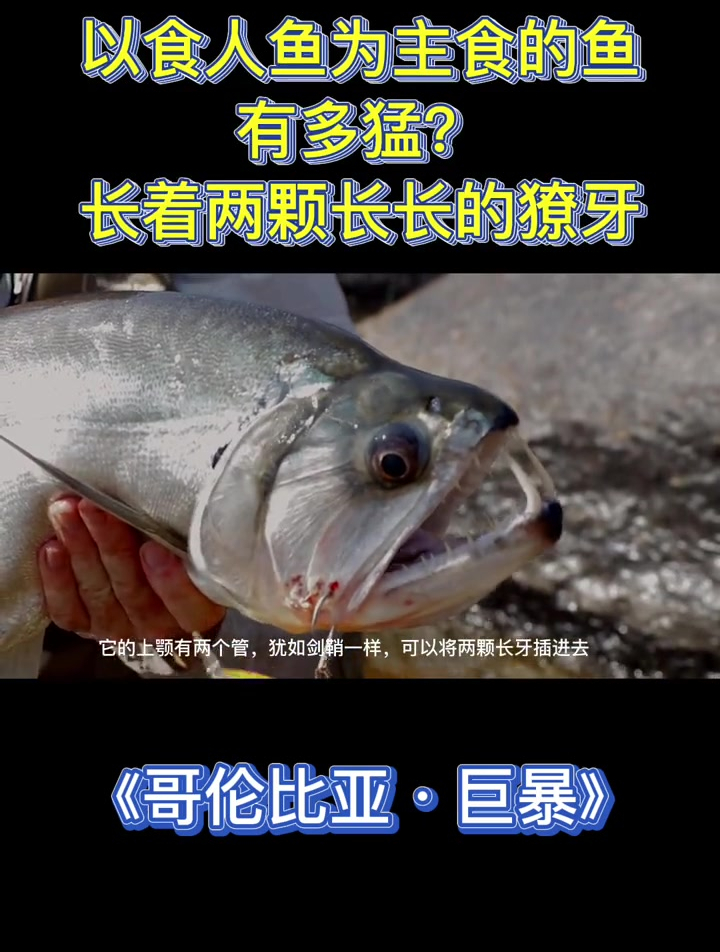 以食人鱼为主食的鱼有多凶猛?户外钓鱼 路亚