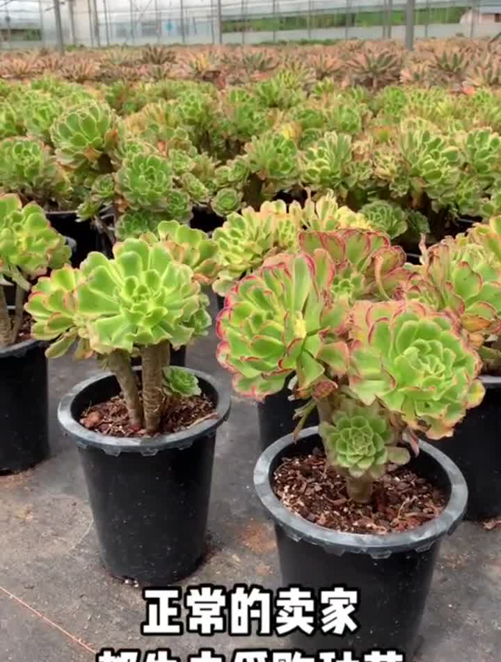 加油年轻人,成功与否需要大胆尝试多肉多肉植物
