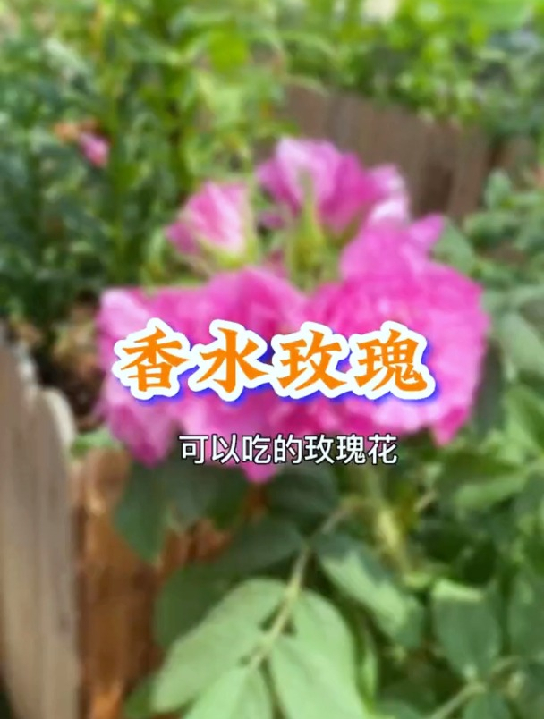秋天养一盆可以吃的玫瑰花,既泡茶又能做鲜花饼,年年有花看!