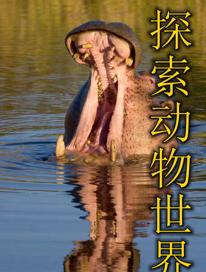 01鳄鱼和鳄龟的咬合力真强看看河马是如何吃西瓜的