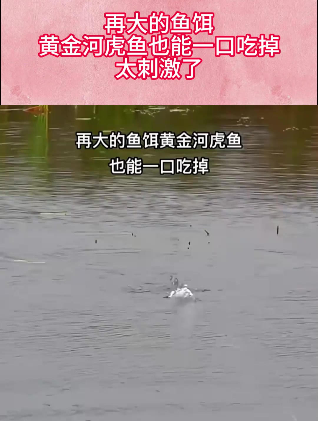 再大的鱼饵,黄金河虎鱼也能一口吃掉,太刺激了