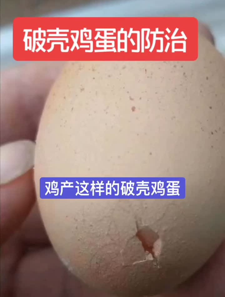 你家的鸡有产过破壳鸡蛋吗?