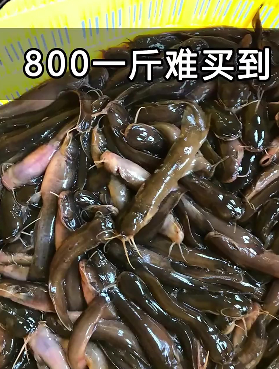 80年代农村常见的“水蜂子”,如今800元一斤,它真有营养吗?