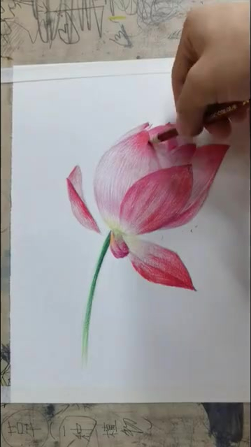 彩铅,画一朵荷花送给你