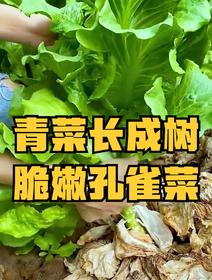 长相似“孔雀”的一种叶菜,种植还不挑环境,撒籽就疯长
